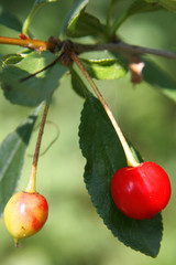 two cherries on the tree.