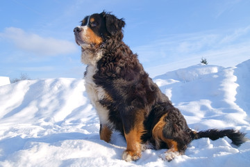 Bernese mountain dog winter portrait