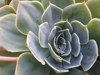 cactus background pattern