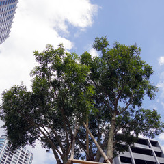 ボトルツリーの木を見上げたところ