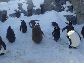 penguins in the park