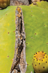 cactus background pattern