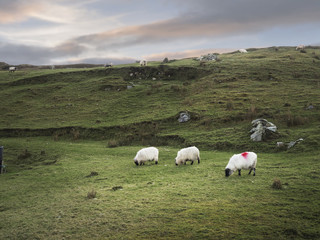 White sheep  grazing grass in a field, 