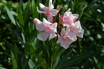 Oleander in bloom 