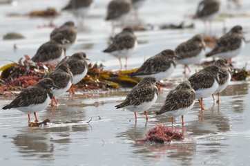 Groupe de Tournepierre à collier (Arenaria interpres) et de Bécasseau sanderling (Calidris alba)