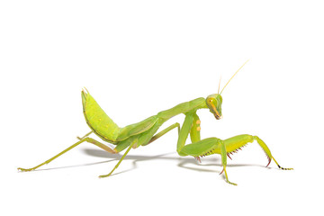 Mantis isolated white background.