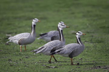 Bar-headed geese
