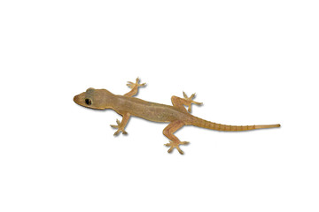 Naklejka premium House lizard isolated white background with clipping path.