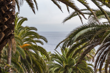 Fototapeta na wymiar Mediterranean view between palms.