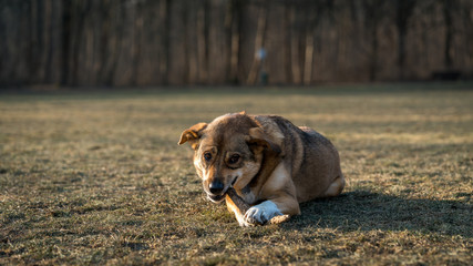 Hund mit Stöckchen auf einer Wieser