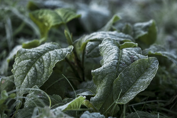 View of a frozen green leaf on the ground in the winter morning