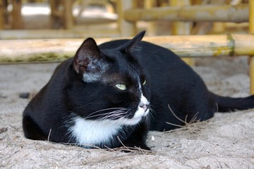 Black cat with a white muzzle lies on the sand and looks carefully at the right