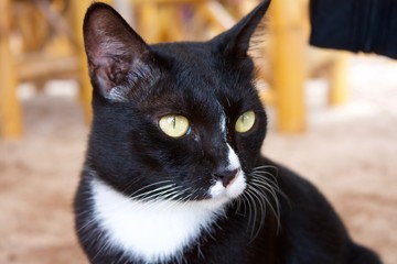 Black cat with a white muzzle looks carefully at the right