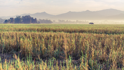Green rice field in the morning, North region, Thailand, vintage filter