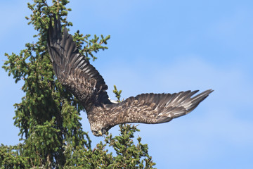 white-tailed eagle