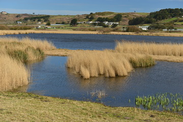 St Ouen's pond, Jersey, U.K.
Nature reserve in Spring.