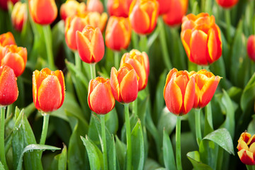 Tulip garden in Chiangmai flower festival 2018.