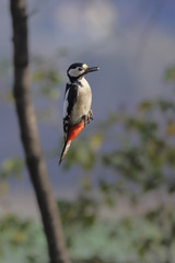 Picchio rosso maggiore femmina in sospensione (Dendrocopos major)