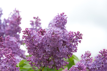 Blooming lilac in the spring garden