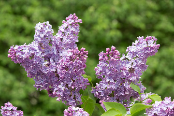 Blooming lilac in the spring garden