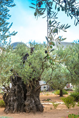 Old olive trees in the garden of Gethsemane. Famous historic place in Jerusalem, Israel.