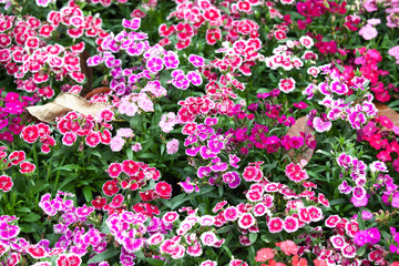 Colorful flower background.