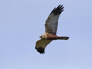 Western marsh harrier (Circus aeruginosus)