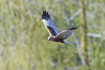 Western marsh harrier (Circus aeruginosus)