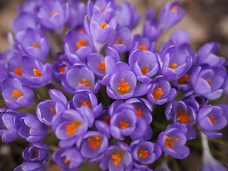 Frühlingsblumen - lila Krokusse blühen im Garten