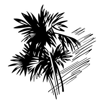 Tropical palms illustration