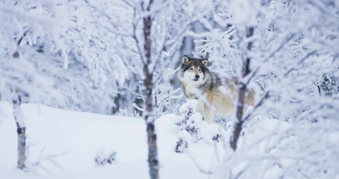 Lone wolf walking in cold winter snow