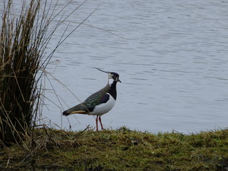 Lapwing at waters edge