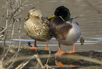 Mallard Ducks 