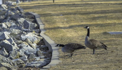 canadian geese