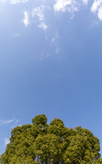 青空と大きな木