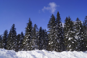 snow fir forest in winter