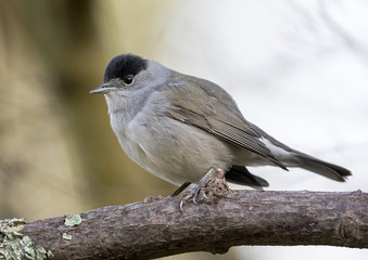 Blackcap