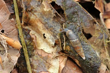 Schließmundschnecke (Clausiliidae) auf Herbstlaub