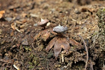 Kragen-Erdstern (Geastrum striatum)
