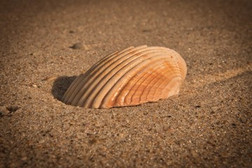 Sea shell