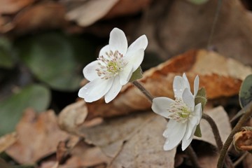 Weißling des Leberblümchens (Hepatica nobilis)