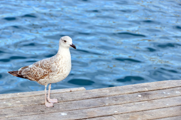 Seagull stands on marina