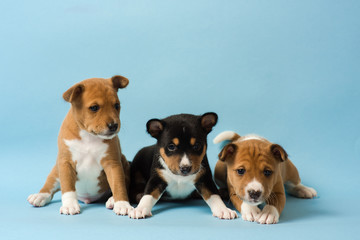 Three cute basenji puppies lined up in a row