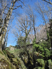 Antro roccioso con alberi contorti