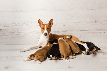 Mother basenji feed her puppies