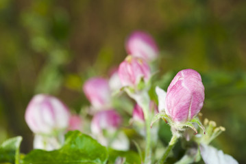 Apple blossoms