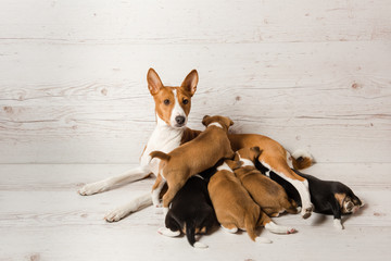 Mother basenji feed her puppies
