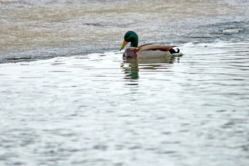 The mallard. The mallard (Anas platyrhynchos) is a dabbling duck that breeds throughout the temperate and subtropical Americas, Eurasia, and North Africa.