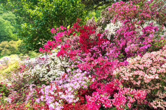 Bunte Azaleen Str&auml;ucher im Garten in voller Bl&uuml;te