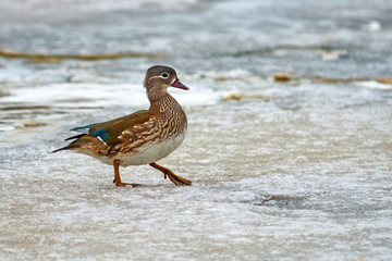 The mallard. The mallard (Anas platyrhynchos) is a dabbling duck that breeds throughout the temperate and subtropical Americas, Eurasia, and North Africa.